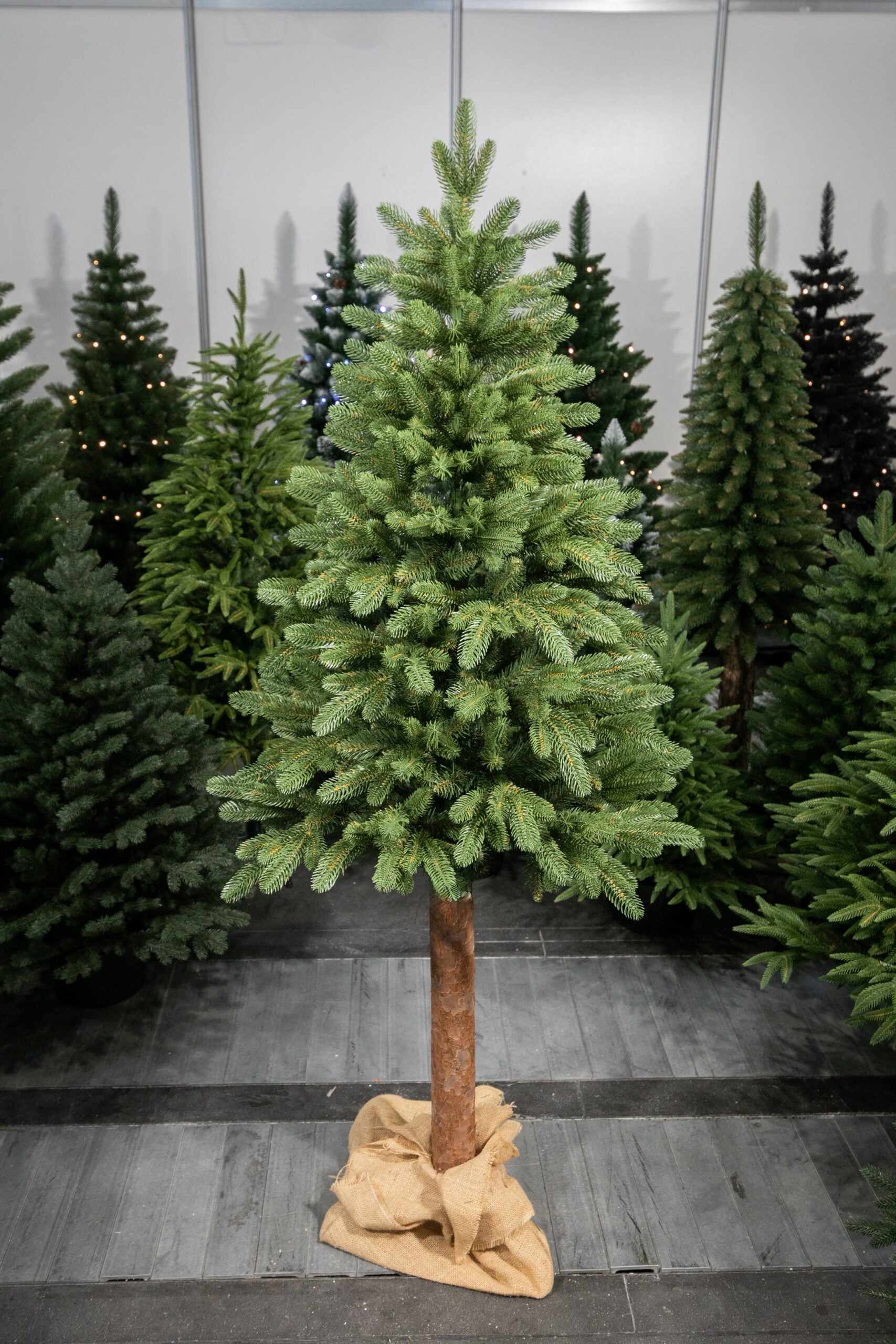 220 cm Kalėdinė eglutė „Skandinaviškas kėnis“