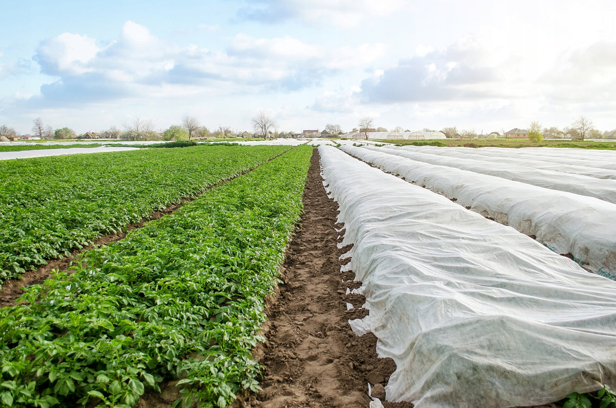 Agroplėvelė 1,6 x 10 m pavasarinė balta 17 g/m²