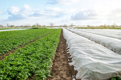 Agroplėvelė 1,6 x 10 m pavasarinė balta 17 g/m²