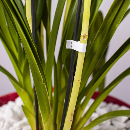 Atsarginės kabės augalų tvirtinimo segikliui